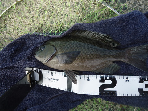 DSC00980