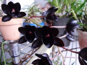 After Dark 'SVO Black Pearl' FCC