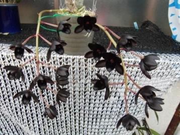 After Dark 'SVO Black Pearl'