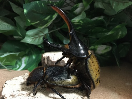 2015-04-16_21-12-50