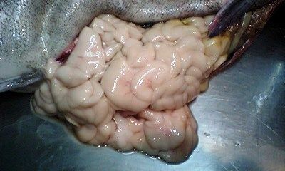 CA2HQCRZ