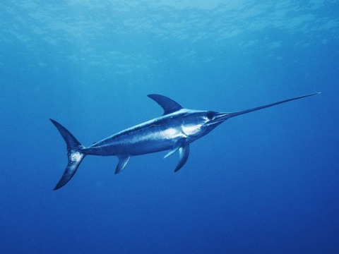 メカジキSword fish スウォード フィッシュ