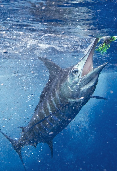 マカジキStriped marlin ストライプド マーリン
