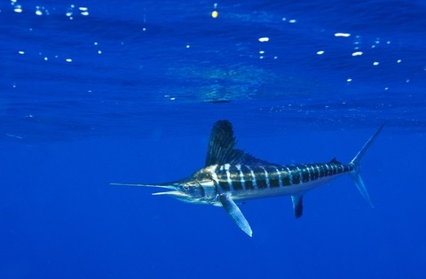 white-marlin