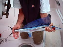 Mediterranean spearfish