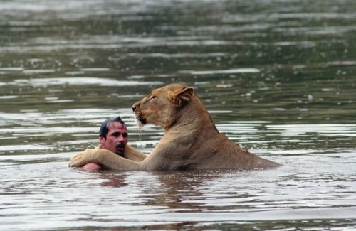 lion_swim04