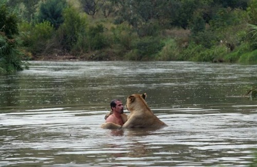 lion_swim05