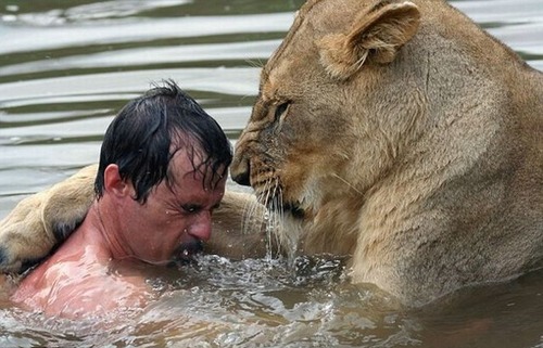 lion_swim02
