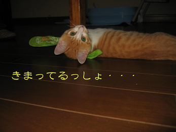 きまってるしょ
