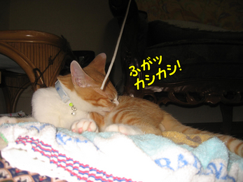 ふがっ カシカシ