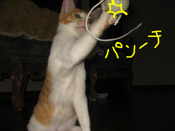 パンーチ