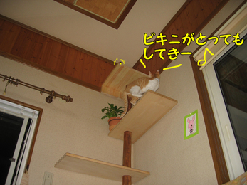 ビキニがとってもしてきー