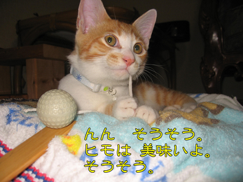 ヒモは美味いよ