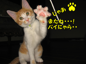 バイにゃら