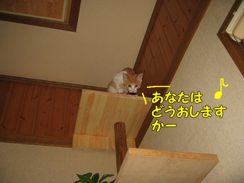 あなたはどうしますか?