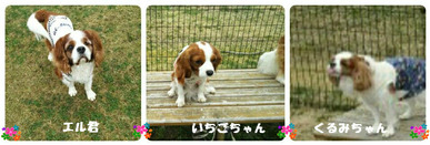 BlogPaint