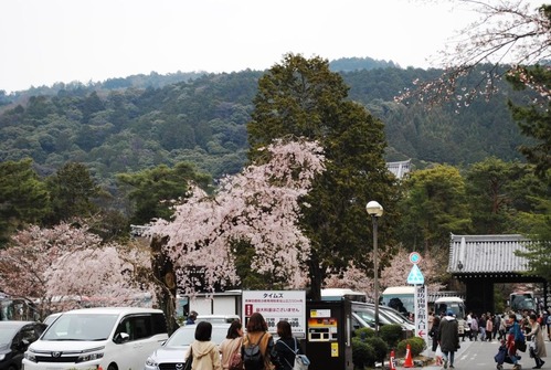 170405nanzenji_sakura