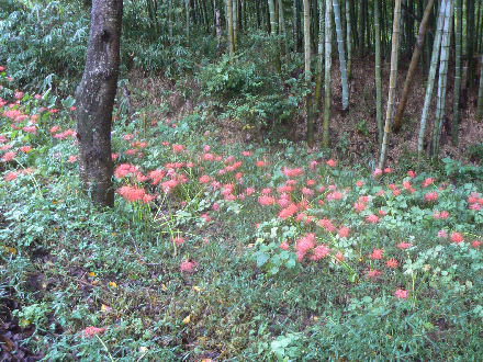 P1300474