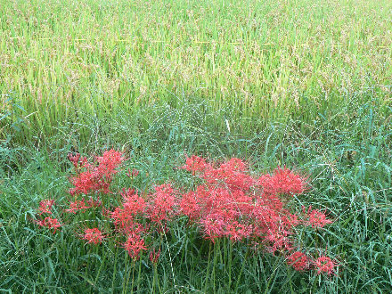 P1300479