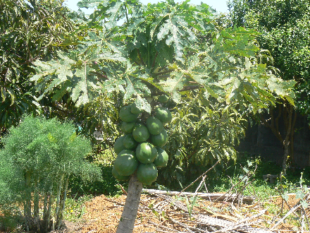 P1310573