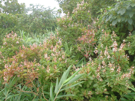 CIMG0609