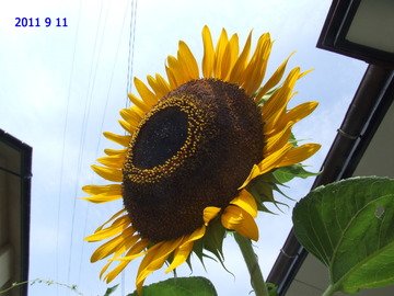 DSCF0639