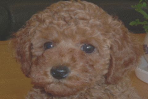 img52fdc