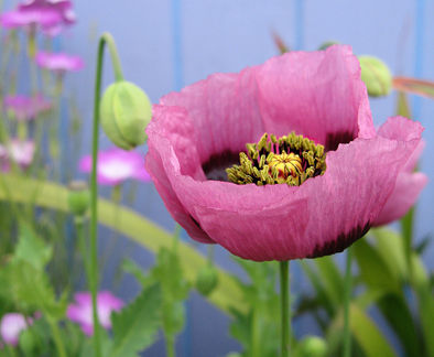 papaver_setigerum_side