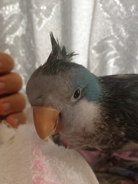 azuYgdzzBww
