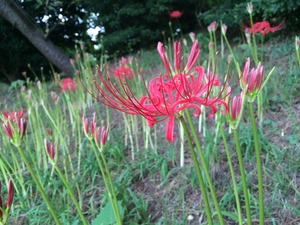 IMG_1926