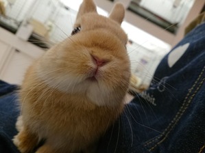 かわいいうさちゃんデビューしました♪ : うさぎブログ うさぎのしっぽ