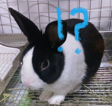 BlogPaint