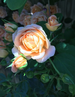 rose2