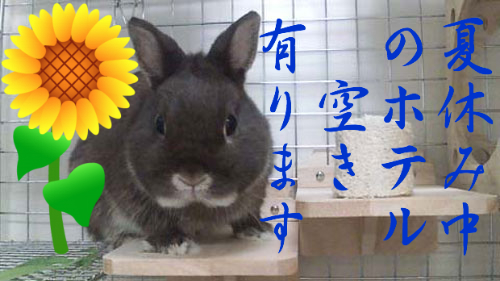 BlogPaint
