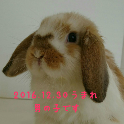 BlogPaint