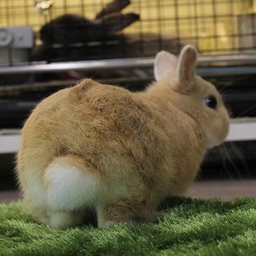 うさぎさんのおしり