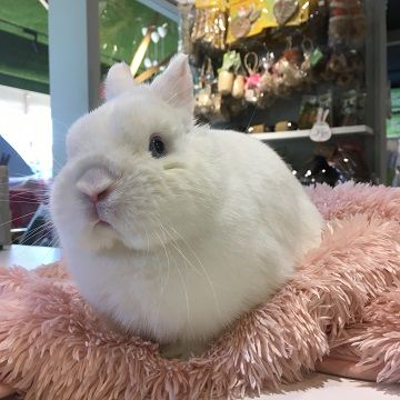 尾山台店のうさちゃんたち♪ : うさぎブログ うさぎのしっぽ公式