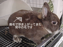 BlogPaint