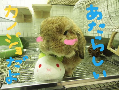 うさぎ