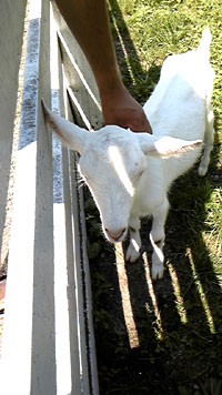 yagi