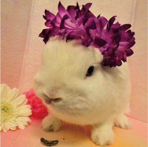 BUNNYGARDEN-2_02