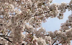 sakura