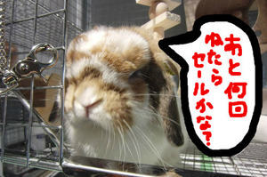 BlogPaint