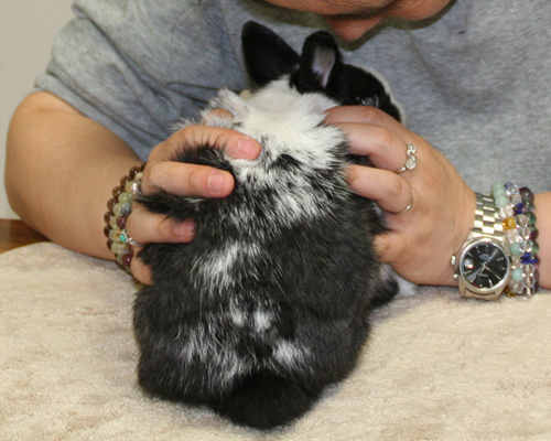tabinchu