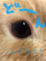 BlogPaint