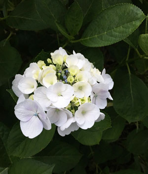 ajisai