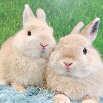堅実な究極の 兄弟でデビュー！！ : うさぎブログ うさぎのしっぽ公式ブログ 人形