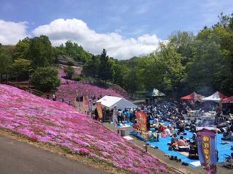 芝桜2