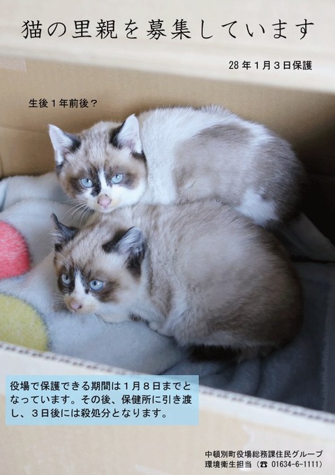 ねこ