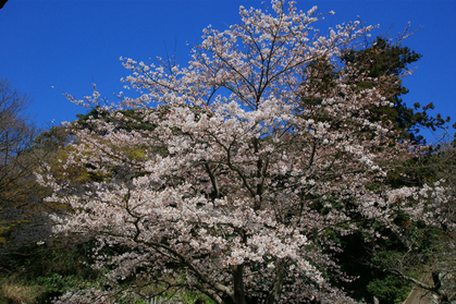 DSC00254